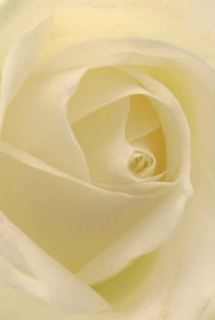 Viewed close-up, this classic white rose invites you into a world of tranquility shaped by Upper Norwood's distinctive touch. Each petal, softly layered in cream and white, seems to glow as if infused with the afternoon light that dances through the canopies near Crystal Palace Park. The focus is on calm and refinement-the gentle transitions between colour and shadow mirroring the slow rhythms of peaceful days spent along Auckland Road. An expert florist's hand is evident in the precise yet effortless spiral at the rose's core, a symbol of both innocence and quiet resilience. Such a bloom could grace a dinner table at a wedding, a moment of heartfelt apology, or stand as a centrepiece at a memorial gathering, offering a gentle presence that uplifts and steadies. The effect is amplified by an imagined scent-fresh, pure, and softly reminiscent of spring breezes in Upper Norwood. All arrangements are crafted locally, maintaining the area's tradition of thoughtful, bespoke floristry and available for home delivery to ensure every sentiment is beautifully expressed.